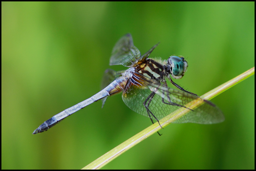 Blue Dragonfly side