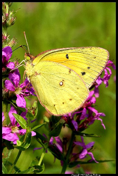 Sulpur Butterfly       ~In12