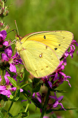 A Sulphur Butterfly stops for lunch at Dingmans Ferry Campground in PA